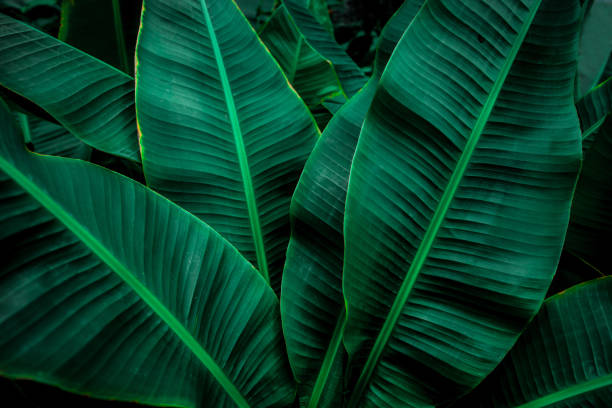 banana leaf in garden, abstract green leaf stock photo