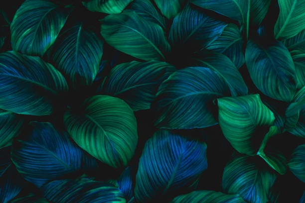 istock leaves of Spathiphyllum cannifolium 1171730375