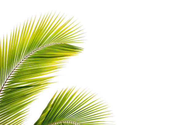 istock leaves of coconut isolated on white background 1171730436
