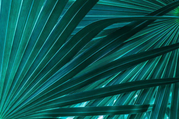 istock tropical palm leaf and shadow, abstract natural green background, dark blue tone 1171730474