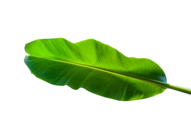istock tropical green banana leaf isolated on white background 1171730670