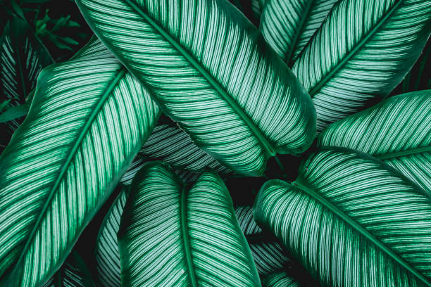 istock green leaves nature  background, closeup leaves texture 1171731207