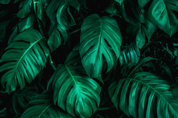 istock green monstera leaf background, tropical leaf 1171731325