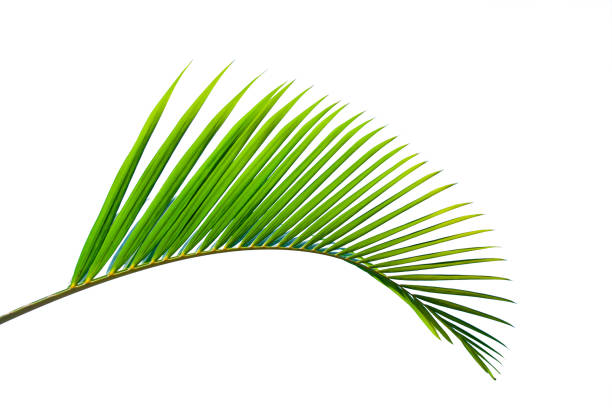 istock leaves of coconut isolated on white background 1171731612
