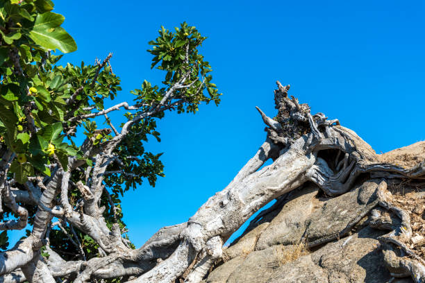 przewrócone drzewo figowe na skalistym wyspie ammouliani, halkidiki, grecja - halkidiki leaf branch tree trunk zdjęcia i obrazy z banku zdjęć