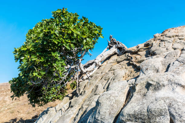 przewrócone drzewo figowe na skalistym wyspie ammouliani, halkidiki, grecja - halkidiki leaf branch tree trunk zdjęcia i obrazy z banku zdjęć