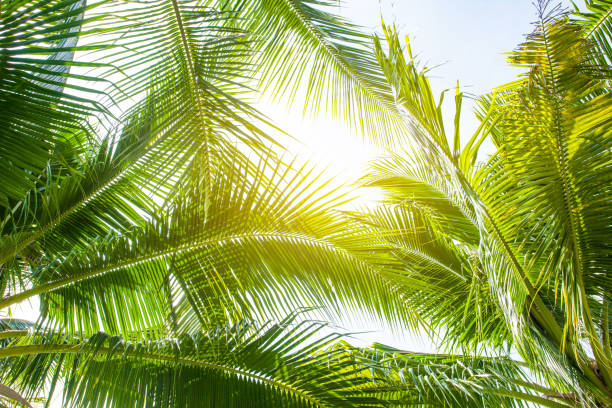 istock tropical palm leaf background, coconut palm trees perspective view 1171731653