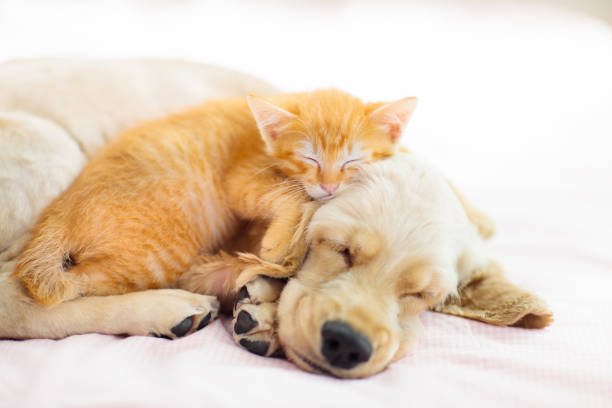 istock Cat and dog sleeping. Puppy and kitten sleep. 1171731803