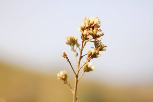 istock Blossom white Wild flowers grass in meadow with natural sunlight 1171732151