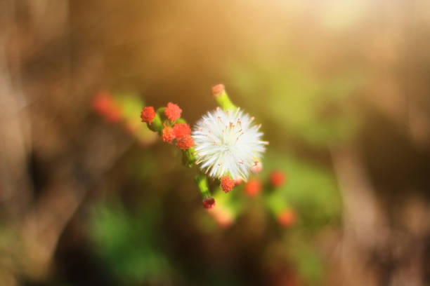 Beautiful Blossom white Wild flowers grass in natural sunlight