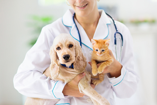 Veterinario con perro y gato. Cachorro y gatito en el médico. photo