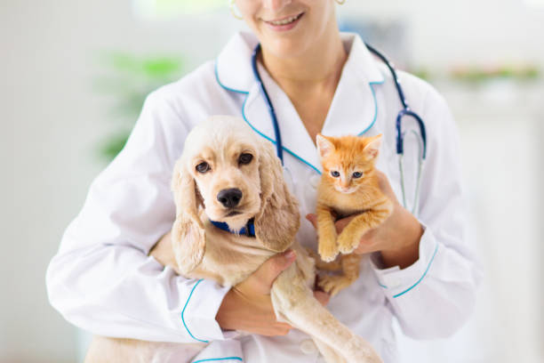 veterinario con perro y gato. cachorro y gatito en el médico. - pets dog office vet fotografías e imágenes de stock