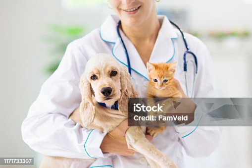 istock Vet with dog and cat. Puppy and kitten at doctor. 1171733307