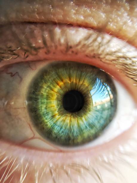 zbliżenie strzał z zielonego oka - eyeball iris human eye macro zdjęcia i obrazy z banku zdjęć