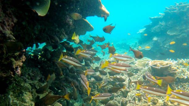 istock Underwater image of sea fish in Thailand 1171734678