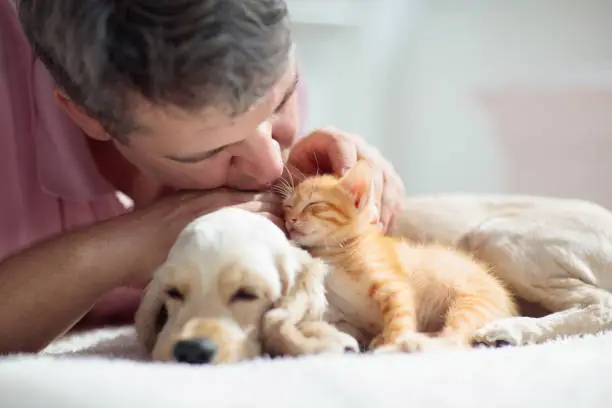 Photo of Cat and dog sleeping. Puppy and kitten sleep.