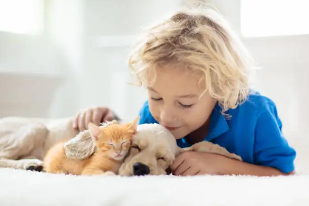 Photo of Child, dog and cat. Kids play with puppy, kitten.