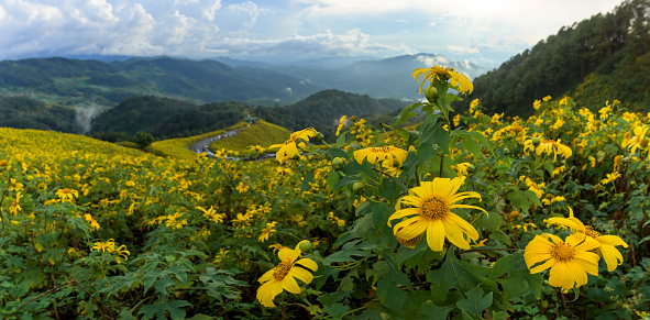 Panoramic of tithonia diversifolia (Mexican Sunflower) with beautiful landscape view in Thailand.