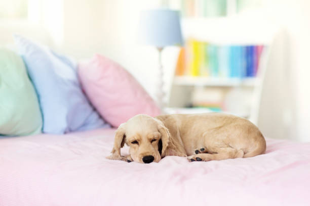 istock Dog sleeping on bed. Puppy taking nap. 1171736378