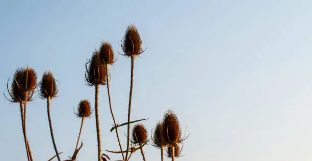 brown flower heads of wilted wild teasels, dipsacus fullonum, against clear evening sky in summer