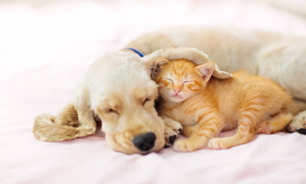 istock Cat and dog sleeping. Puppy and kitten sleep. 1171736528