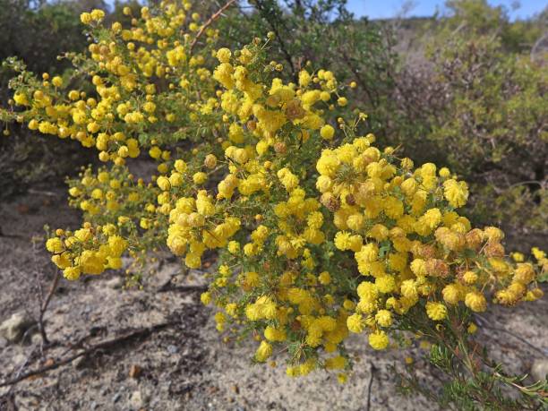 istock Acacia wildflower in Western Australia 1171736720