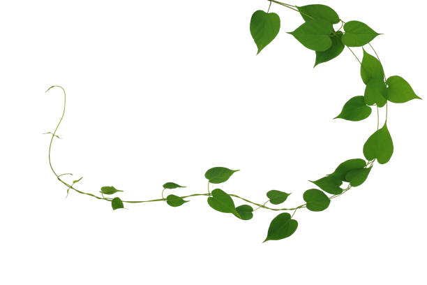 트위스트 정글 덩굴 리아나 식물 하트 모양의 녹색 잎 자연 프레임 레이아웃 흰색 배경에 격리, 클리핑 경로 포함. - 덩굴손 뉴스 사진 이미지