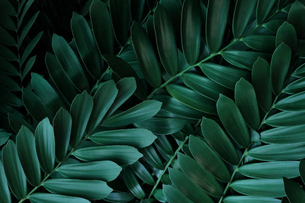 멕시코 원어민, 추상적인 자연 녹색 배경에 태어난 골판지 야자수 또는 골판지 cycad (자미아 furfuracea) 상록 식물의 어두운 녹색 잎 패턴. - mexico close up frond nature 뉴스 사진 이미지