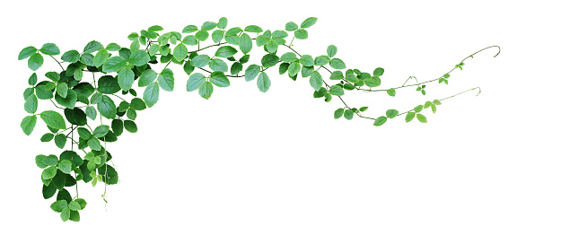 Uva Bush o cayratia de vid silvestre de tres desestas (Cayratia trifolia) liana ivy plant bush, marco natural borde de la selva aislada en fondo blanco, camino de recorte incluido. photo