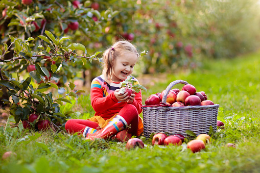 Kids pick and eat apple on a farm in autumn. Little girl playing in orchard. Kids with fruit in a basket. Toddler at fall harvest. Outdoor fun. Healthy nutrition.