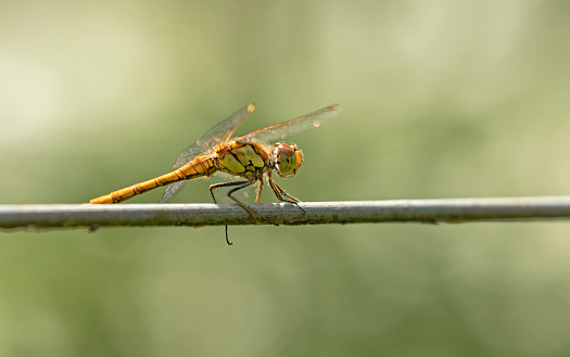 The Common Darter is a small dragonfly that spends long periods perched on vegetation, walls, fences and even garden canes and washing lines. It suddenly darts out from its perch in pursuit of a fly and often returns to the same perch