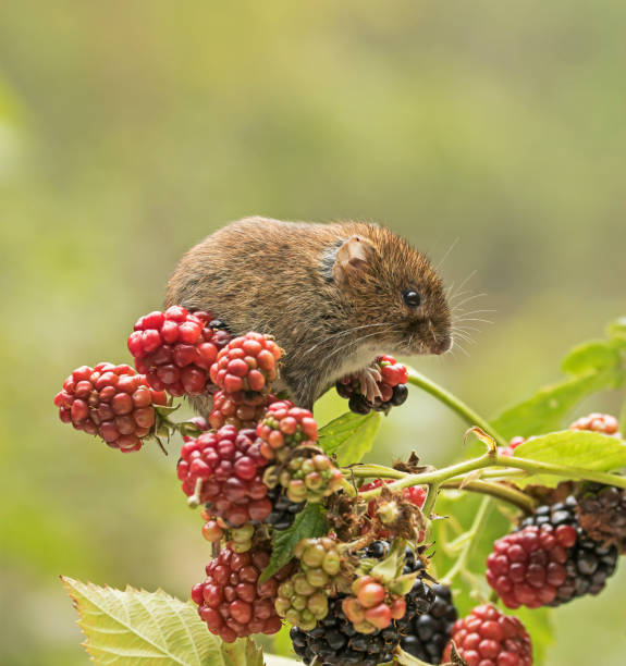 istock Bank Vole on branch with berries 1171738477