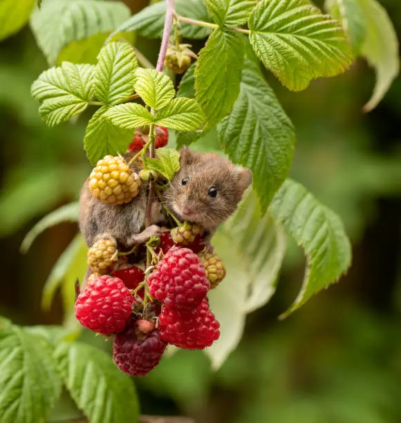 The bank vole lives in woodland, hedgerows, parks and gardens. It eats fruit, nuts and small insects,