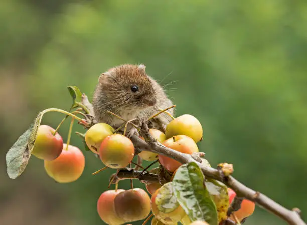 The bank vole lives in woodland, hedgerows, parks and gardens. It eats fruit, nuts and small insects,