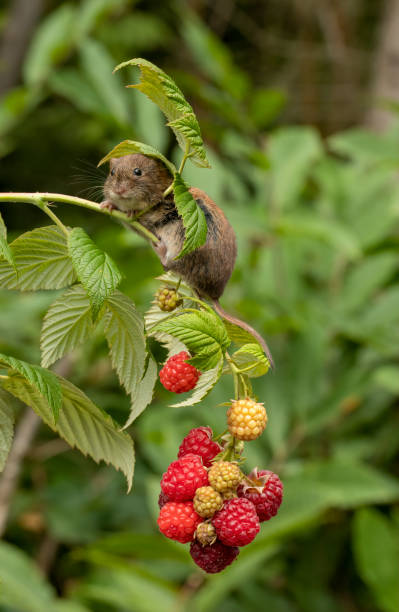 istock Bank Vole on branch with berries 1171739211