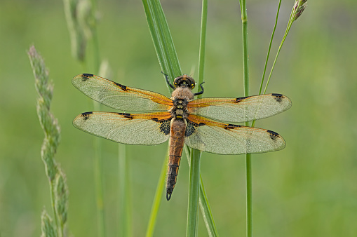 The Four-spotted Chaser is easily recognised by the two dark spots on the leading edge of each wing - giving this species its name