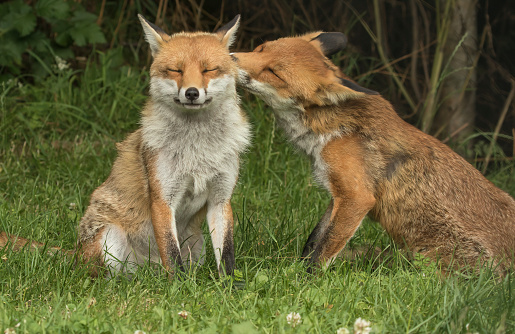 The distinctive red-brown fur and long bushy tail of the fox are a familiar sight almost everywhere in the British Isles.