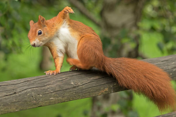 28,763 Funny Squirrel Stock Photos, Pictures & Royalty-Free Images - iStock | Funny chipmunk, Funny animals, Funny monkey 28,763 Funny Squirrel Stock Photos, Pictures & Royalty-Free Images - iStock | Funny chipmunk, Funny animals, Funny monkey