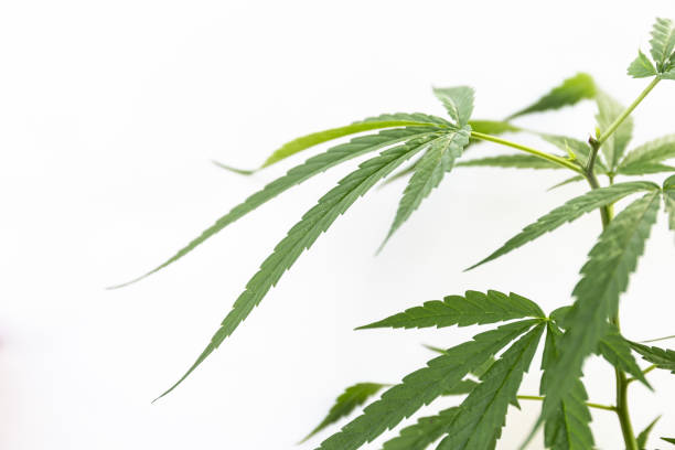 istock The Cannabis plant, Ganja 1171741177