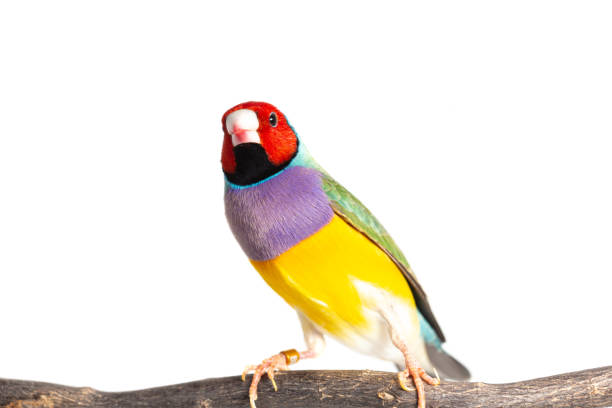 istock Gouldian finch Bird 1171741434