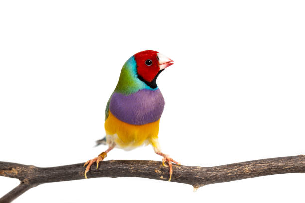 Gouldian finch Bird Colorful Gouldian finch Bird (Erythrura gouldiae) on white background gouldian finch stock pictures, royalty-free photos & images