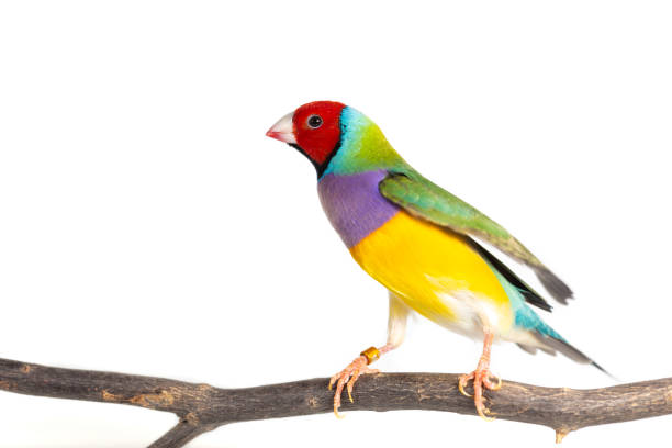Gouldian finch Bird Colorful Gouldian finch Bird (Erythrura gouldiae) on white background gouldian finch stock pictures, royalty-free photos & images