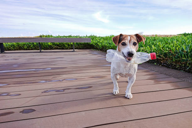 cute dog holds plastic bottle in mouth, which he caught in sea water - yan imagens e fotografias de stock