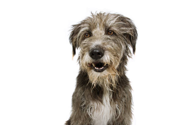istock portrait happy sheepddog puppy looking side. Isolated on white background. 1171742963