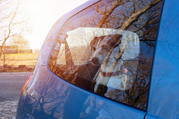 Cut dog puppy jack russell terrier left alone in locked car. Heatstroke dog animal concept