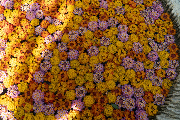 istock Spa flowers in the water 1171743755