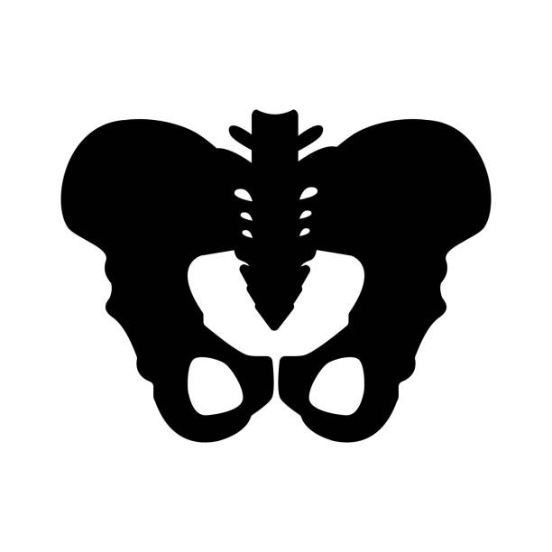 schwarze silhouette der hüftknochen struktur. hauptbeckenknochen - sacrum, ilium, coccyx, pubis, ischium. vektor-illustration isoliert auf weißem hintergrund. - hip femur ilium pelvis stock-grafiken, -clipart, -cartoons und -symbole