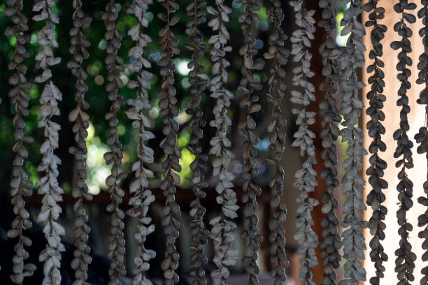 istock Shell curtain in tropical paradise 1171744474