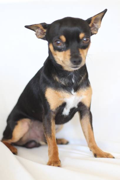 istock Sweet Chihuahua 1171744727