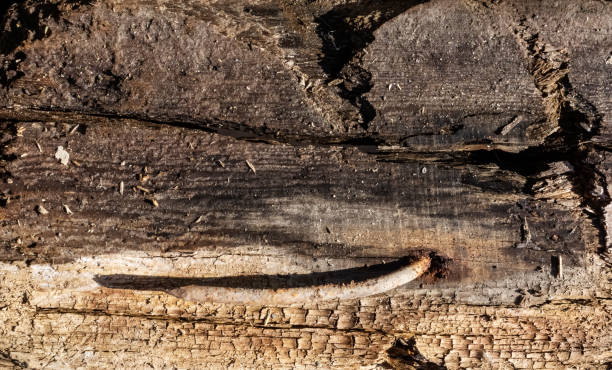 istock Old corroded wooden board background textured with rusty nail 1171746181